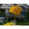 Ginko dvojlaločné MARIKEN na cca 50 cm kmienku, výška 80-100 cm, kont. 5 l