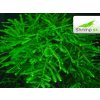 Java Moss - Taxiphyllum barbieri - in vitro 100 ml