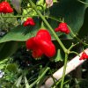 Chilli Bishops Crown - Capsicum baccatum - semená - 6 ks