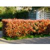 Červienka fraserová Red Robin, výška 70-100 cm, kvetináč 3 l