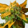 Nirvana Raspberry Cough regular semena neobsahují THC 10 ks