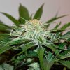 Delicious Seeds - DescoJack 100 ks - semená neobsahujú THC