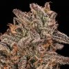 Atlas Seed - Banana Cream Sundae 5 ks - Semená neobsahujú THC