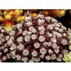 Rozchodník skalný Purpureum - Sedum spathulifolium, kont. 0,5 l