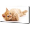Foto obraz canvas Červená mačka 100x50 cm