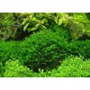 Monoselenium tenerum - Pelia moss