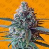 Original Sensible Seeds - Slapz 1 ks - Semená neobsahujú THC
