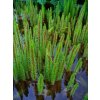 Hippuris vulgaris / Truskavec obyčajný