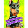 Doberman Pinschers - Leighton, Christina