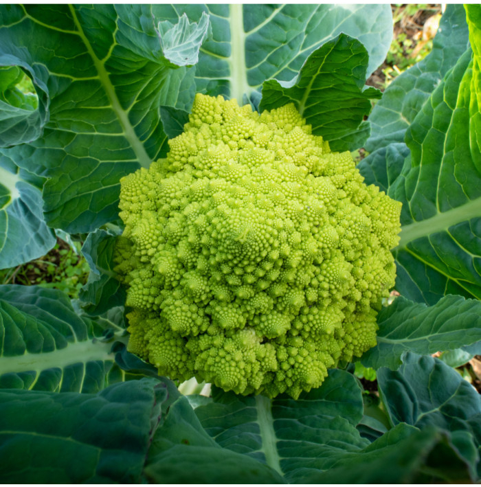 Brokolica Romanesco - Brassica oleracea L. - semená brokolice - 250 ks