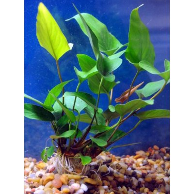 Anubias hastifolia