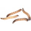 Zophobas morio 4-5 cm 5 l
