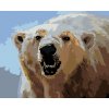 Zuty – Maľovanie Podľa Čísel – Ľadový Medveď Ukazujúci Zuby (D. Rusty Rust), 40 × 50 cm, Plátno + Rám 8596530162773