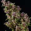 Mandala Seeds - Purple Paro Valley 3 ks - Semená neobsahujú THC