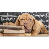 Foto obraz akryl do obývačky Pes hryzie knižku 100x50 cm
