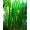 Vallisneria spiralis