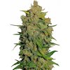Fastbuds - Lemon AK Auto 3 ks - Semená neobsahujú THC