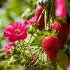 Jahoda Summer Breeze Cherry F1 - Fragaria - semená - 10 ks
