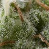 Pyramid Seeds Auto Super Hash semena neobsahuji THC 100 ks