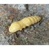 FISHUP Pupa 1,5