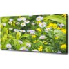 Foto obraz na plátne do obývačky Sedmokrásky 100x50 cm