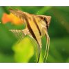 Pterophyllum scalare (Skalár) - Pruhovaný Zvoľte veľkosť: 4-5 cm