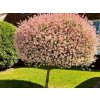 Vŕba japonská Hakuro Nishiki na 95-100cm kmienku, výška 110-130cm, kvetináč 5 l