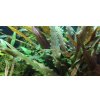 Tropica Cryptocoryne undulatus 'red' 1-2 Grow!