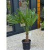 Trachycarpus fortunei výškou kmeňa 30-40 cm