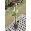 Rosa climbing ´ Golden Climber ´ Clt.2,5
