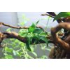Anubias nana mini