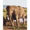 Vymalujsisam.sk Maľovanie podľa čísiel - Safari - Slon Veľkosť: 40x50cm, Rám: Bez rámu, iba zrolované plátno