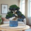 Nenáročný bonsai 20 cm so stabilizovaným zeleným a modrým machom