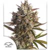 Dutch Passion - Auto Blueberry 7 ks - Semená neobsahujú THC.