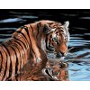 ZUTY Maľovanie podľa čísel - TIGER VO VODE Rámovanie: vypnuté plátno na rám, Rozmer: 80x100 cm
