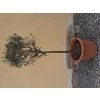 Akcia - Olea Europaea - olivovník 140-160cm s deco kvetináčom (redší stromček v korune)