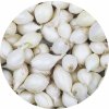 SimonSeed Cibuľa sadzačka White Globe 0,25 kg