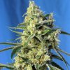 Sweet Seeds - Sweet Amnesia Haze 5 ks - Semená neobsahujú THC