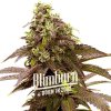 Blimburn Seeds Semená kanabisu Sleepy Joe Feminized 3 ks