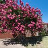 Krepová myrta Lagerstroemia indica semená myrty 6 ks