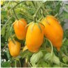 BIO Paradajka Banana Legs - Solanum lycopersicum - bio semená paradajky - 7 ks