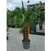 Trachycarpus fortunei dvojkmeň 45L, výška kmeňov 30-80 cm