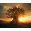 ZUTY Obrazy na stenu - Tvár na strome pri západe slnka Rámovanie: vypnuté plátno na rám, Rozmer: 40x50 cm