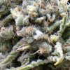 Pyramid Seeds Auto White Widow semena neobsahuji THC 50 ks