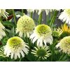 Echinacea purpurová Delicious Nougat