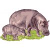 ZUTY Maľovanie podľa čísel - HROCH A JEHO MLÁĎA Rámovanie: bez rámu a bez vypnutia plátna, Rozmer: 80x100 cm