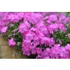 Phlox subulata ´ McDaniels Cushion´ K9
