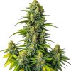 Blimburn Seeds - Mamba Negra Auto 6 ks - Semienka neobsahujú THC