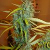 Mr. Nice Angel Heart regular semena neobsahují THC 15 ks