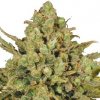 Serious Seeds Warlock regular semena neobsahují THC 11 ks